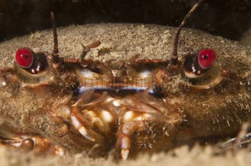 Portrait of Velvet Swimming Crab Brittany France