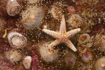 Jewel Anemones and Common Starfish Brittany France