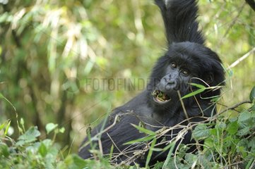 Portrait of a Mountain Gorilla Volcanoes NP Rwanda