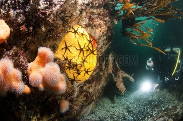 Diver and Black Brittle stars on Boring Sponge France