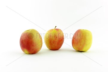 Apples 'Pink Lady' on white background