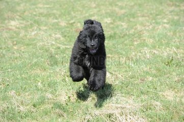 Young Newfoundland running on the grass France