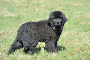 Young Newfoundland on the grass France