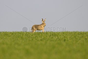 European hare running in a field Normandy France