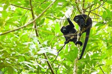 Mantled Howler Monkeys on tree PN Tortuguero Costa Rica