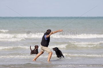 Man playing with his Labradors on a beach France