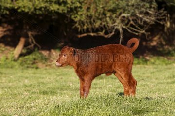Salers calf in meadow Normandy France