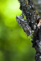 Grey Cicada on a trunk Provence France