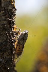 Grey Cicada on a trunk Provence France
