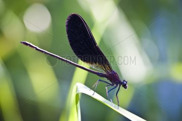 Copper Demoiselle on a blade of grass Luberon France