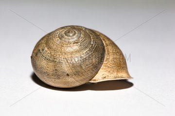 Chocolate-band snail on white background