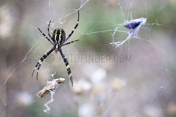 Wasp Spider trapped with a Butterfly and a Locust France