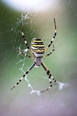Wasp Spider on its web Luberon France