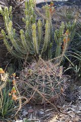 Cactus ans euphorbia in bloom in a garden Morocco