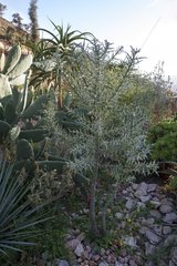 Silver thicket in a garden Morocco