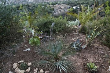 European fan palm in a garden Morocco
