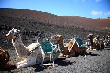 Camel Tour Timanfaya NP Lanzarote Canary Islands