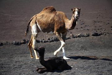 Camel and her newborn PN Timanfaya Lanzarote