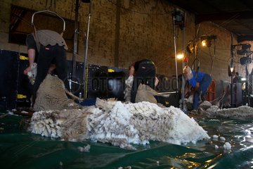 Sheep shearing 'Merinos' cross ' Ile de France France