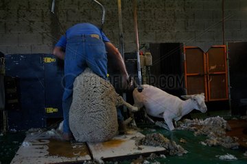 Sheep shearing 'Merinos' cross ' Ile de France France
