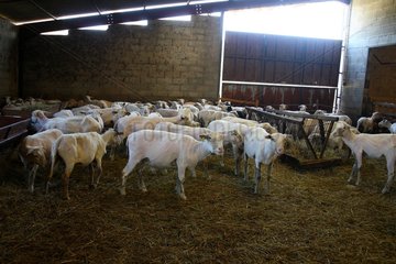 Sheep 'Merinos' cross ' Ile de France' after shearing