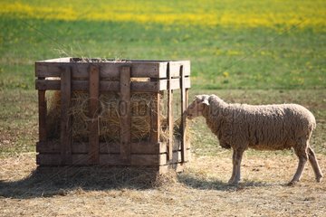 Sheep 'Merinos' cross 'Ile de France' eating hay