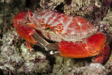 Splendid Peeble Crab in the reef Raiatera French Polynesia