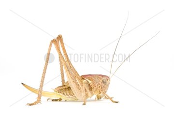 Grasshopper larva on white background