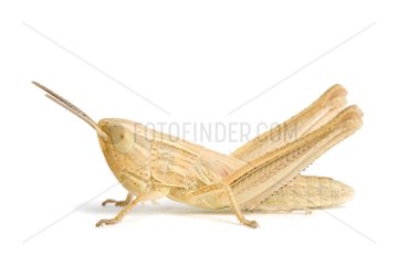 Jersey Grasshopper larva on white background