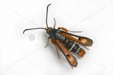 Fiery Clearwing on white background