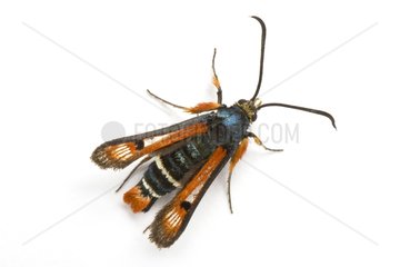 Fiery Clearwing on white background