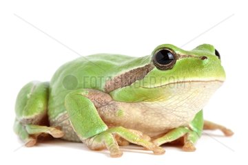 Southern chorus frog on white background