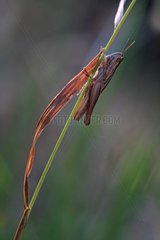Large Gold Grasshopper on a blade of grass at dusk