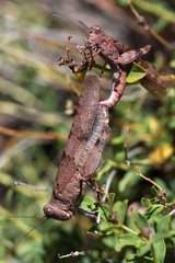 Mating of Grasshopper France