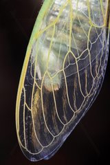 Detail of an elytron of a cicada coming to perform its moult