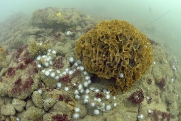 Sandalled anemones and Bryozoa near Oléron France