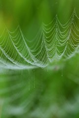 Spider Web at daybreak in Touraine France [AT]
