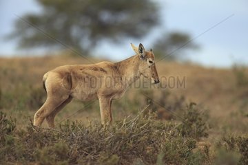 Young Red Hartebeest in Mountain Zebra NP in RSA