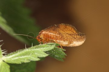 Neuroptera on the edge of a leaf Belgium