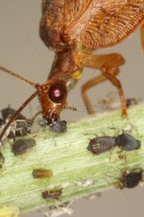 Neuroptera eating Aphids Belgium