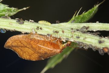 Neuroptera eating Aphids Belgium