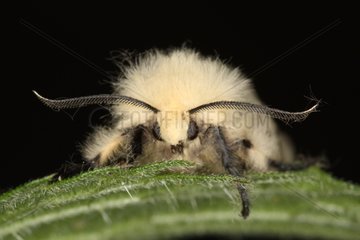 Portrait of a Gypsy Moth front shot Belgium