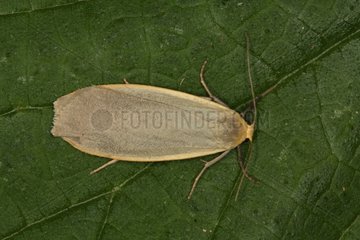 Moth on a leaf Belgium