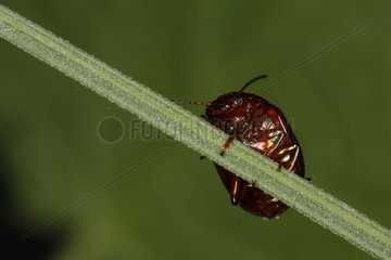 Rosemary beetle in summer Belgium