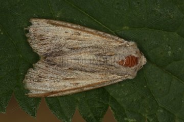 Moth of the Noctuidae family on a leaf at summer Belgium