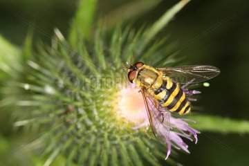 Hoverfly on thistle flower in summer in Belgium
