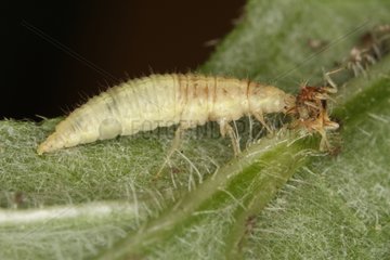 Neuroptera larvae eating another larva Belgium