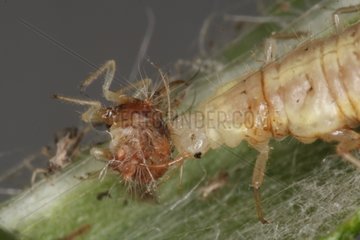 Neuroptera larvae eating another larva Belgium
