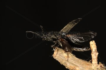 Click Beetle on a twig Belgium