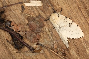 Female Asian gypsy moth in summer Belgium